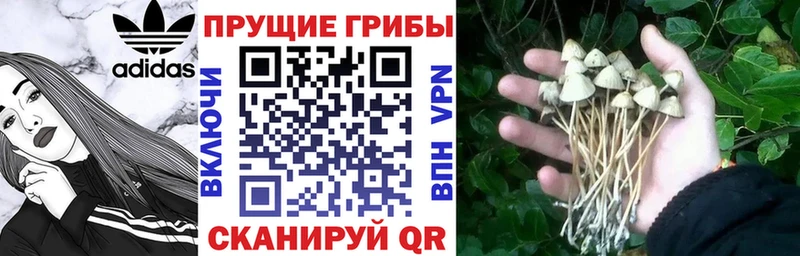 Галлюциногенные грибы MAGIC MUSHROOMS гидра tor Гатчина как найти наркотики